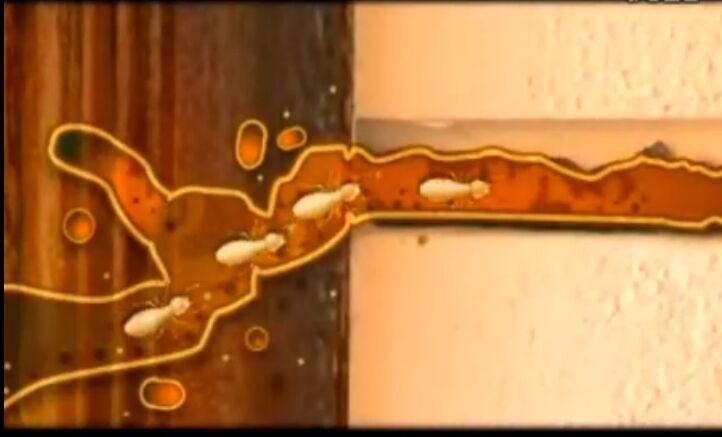 廣東房安白蟻防治有限公司客戶服務詳細分布點